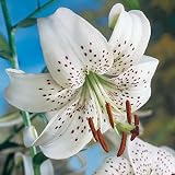 Tiger Lily Bulbs White