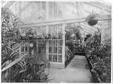 Photo Reprint White House orchids 1889