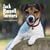 Jack Russell Terriers Wall Calendar 2009