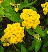 Hardy Camara Lantana 12 Seeds