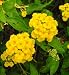 Hardy Camara Lantana 12 Seeds