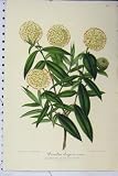 Pimelea Elegans C1853 Horto Van Houtteano Flowers