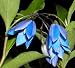 Grow Your Secret Garden Bluebell Creeper Sollya Seeds