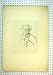 Antique Portrait Sketch Thinking Old Man People Print