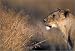 Poster 70 x 50 cm -