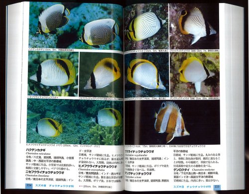 Cover image : 日本の海水魚 (山溪ハンディ図鑑)
