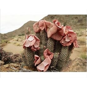 Photographic Prints of HOODIA gordonii - in flower from Ardea Wildlife Pets