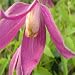 Ruby Wedding-Clematis Ruby