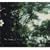 Our Sleepless Forest