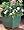 Aqua Planter