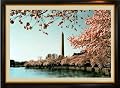 Panoramic Photo of Washington D.C. Cherry Blossom