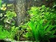 30 Aquarienpflanzen und D�nger f�r 3.000 l