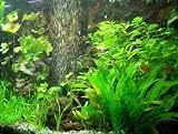 30 Aquarienpflanzen und Dünger für 3.000 l