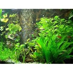 30 Aquarienpflanzen und D�nger f�r 3.000 l