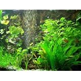 30 Aquarienpflanzen und D�nger f�r 3.000 lvon "aquariumpflanzen.de -..."