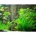 30 Aquarienpflanzen und D�nger f�r 3.000 l
