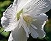 White Chiffon™ Hibiscus syriacus 'Notwoodtwo' - Rose of Sharon - Proven Winner
