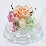 �v���U�[�u�h�t�����[�u�v�`�E�h�[���v�s�[�`