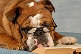 Dog Obedience School - English Bulldog Reading a Novel - 24"W x 16"H - Peel and Stick Wall Decal by Wallmonkeys