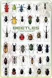 Beetles Poster (#38)