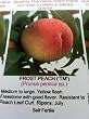 Frost Peach Tree, Five Gallon Container