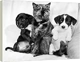 Box Canvas Print of WA3741908 from Mirror Photos