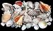 Sea Shell Medium Mix 25+ Beautiful Seashells Perfect for Decorating 3/4"to 2"