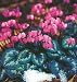 Hardy Red Coum Cyclamen 15 Seeds - Great in the Shade