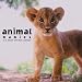 Animal Babies 2011 Mini Calendar