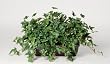 Artificial English Ivy Ledge Plant Zinc Cont.