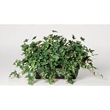 House of Silk Flowers Artificial English Ivy Ledge Plant Zinc Cont. 33w x 19h by House of Silk Flowers