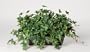 Artificial English Ivy Ledge Plant Zinc Cont.