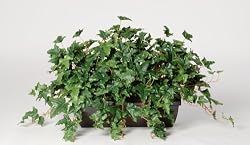 Artificial English Ivy Ledge Plant Zinc Cont.