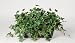 Artificial English Ivy Ledge Plant Zinc Cont.