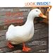 Choosing and Keeping Ducks and Geese: A Beginner's Guide to Identification, Care, and Husbandry of over 35 Species
