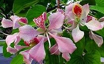 Pink Orchid Tree 10 Seeds - Bauhinia monandra