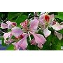 Pink Orchid Tree 10 Seeds - Bauhinia monandra