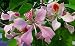 Pink Orchid Tree 10 Seeds - Bauhinia monandra