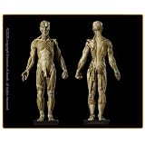 Male Anatomy Figure: Version 1