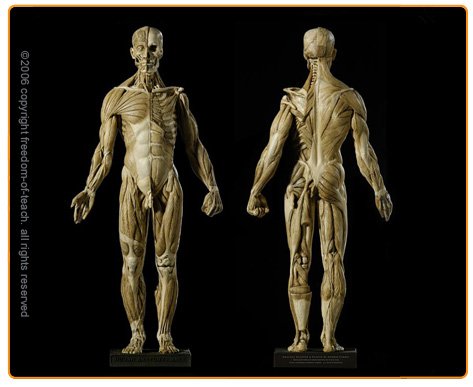 Male Anatomy Figure: Version 1