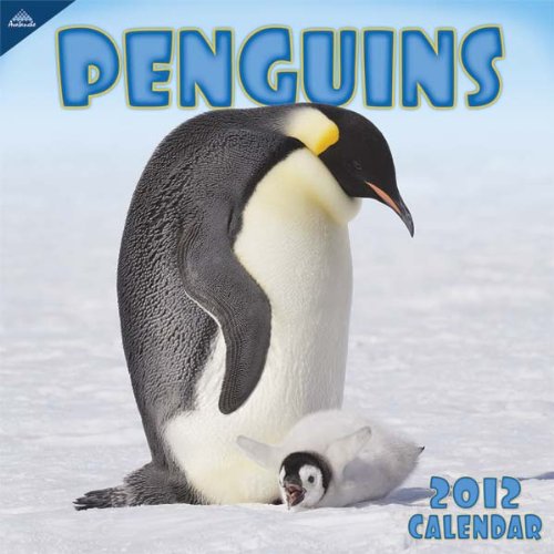 2012 Penguins 12X12 Wall  calendar