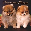 Pomeranian Puppies 2009 Calendar