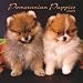   - Pomeranian Puppies 2009 7X7 Mini Wall Calendar