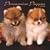 Pomeranian Puppies 2009 7X7 Mini Wall Calendar