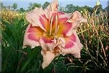 'Forty Second Street' Daylily Perennial - Hemerocallis