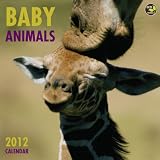 Baby Animals 2012 Calendar