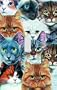 Cat Montage Decorative Switchplate Cover
