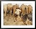 A Baby Camel Stands by as Older Ones Feed Near the Mauritanian Capital Nouakchott Fra...