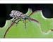 Photographic Prints of Lily Weevil - feeding on leaves of Pigs Ears (Cotyledon orbiculata) from Arde