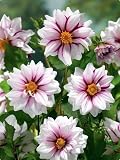 Edge of Joy Anemone Flowered Dahlia Tuber - NEW ! - B0011YZS2Y